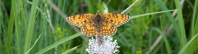 Schmetterling auf Blüte