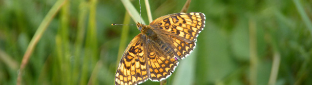 Schmetterling