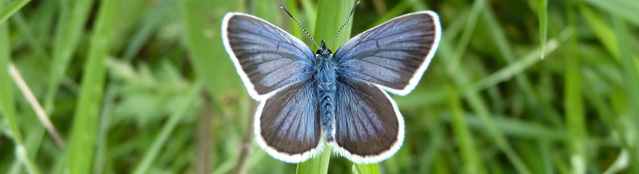 Schmetterling Blaugrau