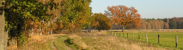 Wald