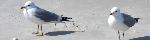 Vögel