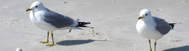 Vögel