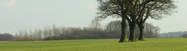 Baum mit Leiter