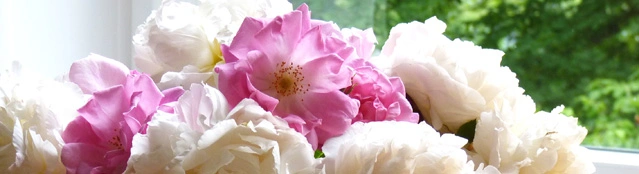 Blumen am Fenster